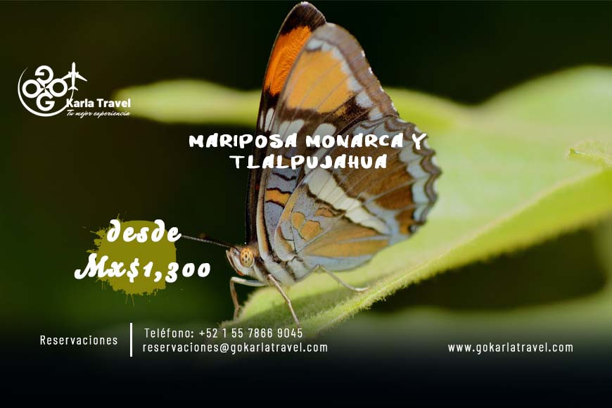 Mariposa Monarca y Tlalpujahua